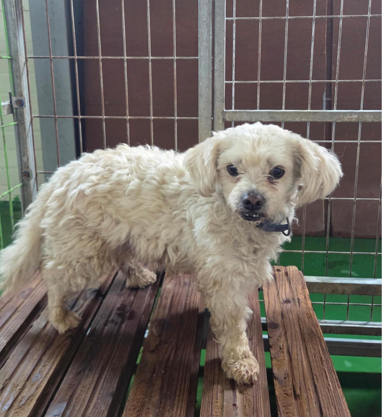 보호중 믹스견의 가…